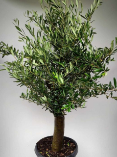 Olea europaea